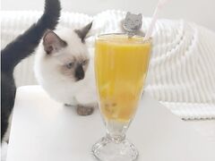 Cat Relax Home�̎ʐ^1