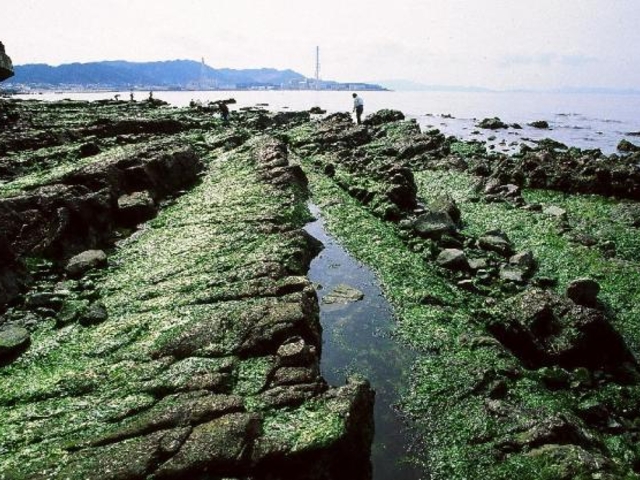 �������R�C�l_�����E�����C��