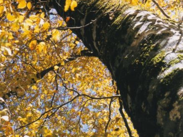 �X�m�R�̍g�t�̎ʐ^1