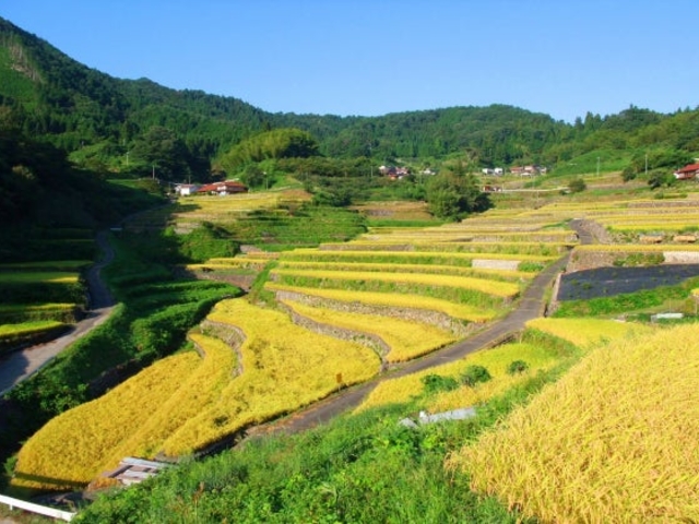 �H_��m�̒I�c