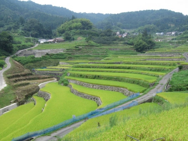 ��_��m�̒I�c