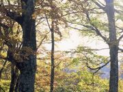 �X�m�R�̍g�t�̎ʐ^2