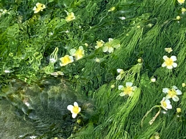油彩/梅花藻のある川 油彩/梅花藻のある川 地蔵川（梅花藻） | 長浜・米原・奥びわ湖を
