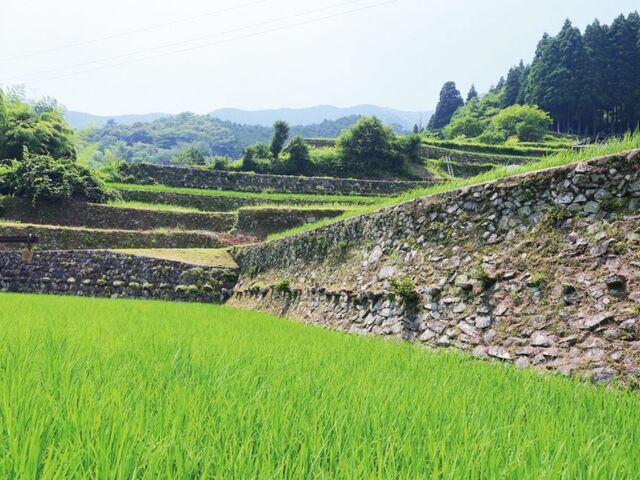 棚田カード　第4弾　岩座神の棚田 棚田カード 第4弾 岩座神の棚田