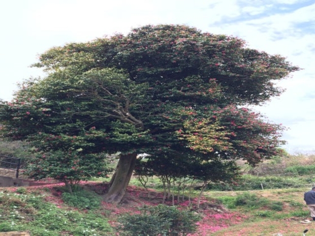 ��]�Ƃ̃c�o�L�̎ʐ^1