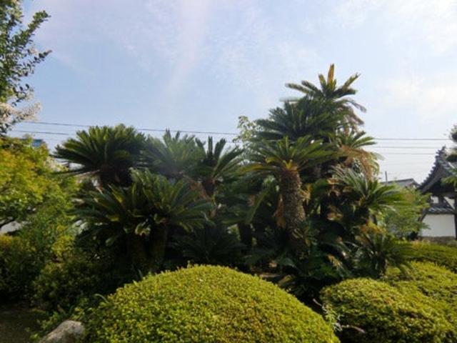 �퓿�����Y��\�e�c�̎ʐ^1