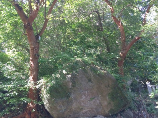 ��J���̃o�N�`�m�L�̎ʐ^1