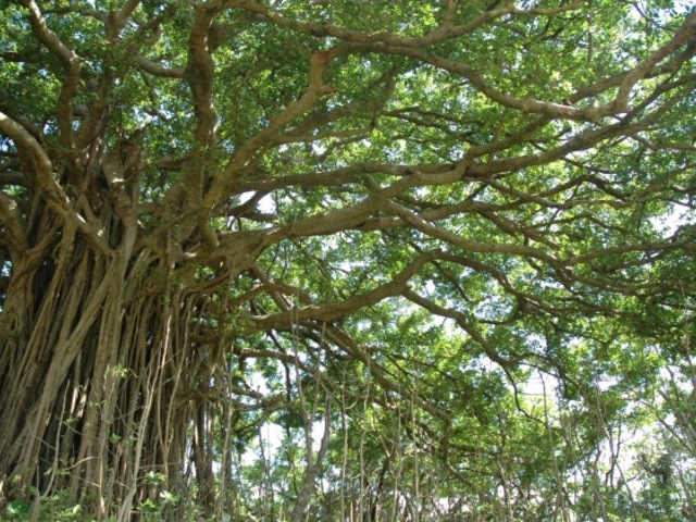 ガジュマル巨木】アクセス・営業時間・料金情報 - じゃらんnet