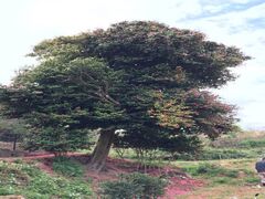 ��]�Ƃ̃c�o�L�̎ʐ^1