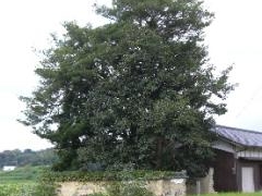 ��肼�߂���̃}�L�̎ʐ^1