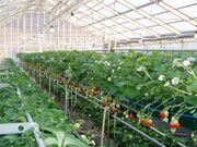 �_���I�̍��C�`�S���̎ʐ^1