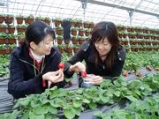 �ό��_���Ђ����C�`�S���̎ʐ^1