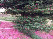 ��]�Ƃ̃c�o�L�̎ʐ^2