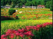 ]R̒Ic̔ފ݉Ԃ̎ʐ^1