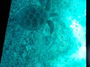 ͂Ă̕lcA[ vēCmW[̎ʐ^3