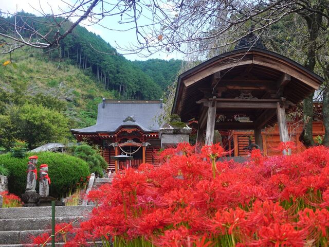 ��y���i�^�����j�̎ʐ^1