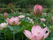 ���̗��ԃn�X�̎ʐ^1