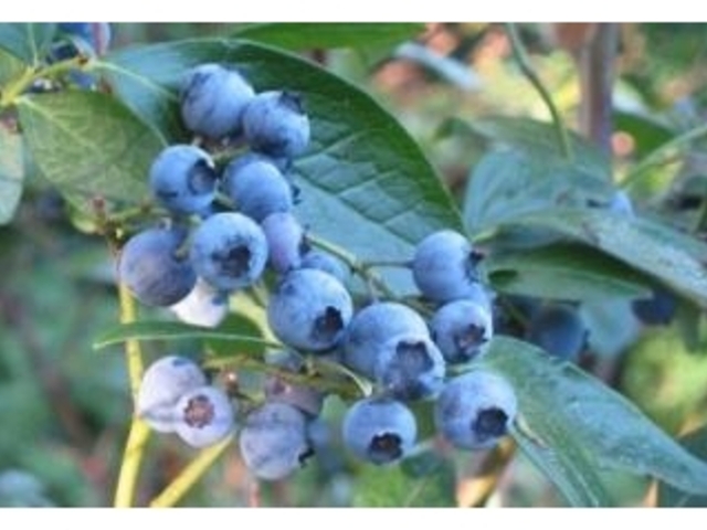 �˖{�L�@�u���[�x���[���̎ʐ^1