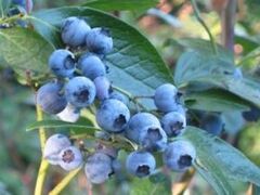 �˖{�L�@�u���[�x���[���̎ʐ^