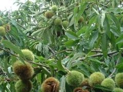 �I�E���i���R�_���j�̎ʐ^1