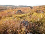 �H�g�� ���g�t�̎ʐ^2