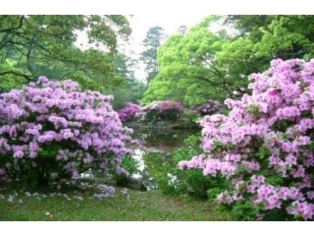 ����Վw�������^���̎ʐ^1