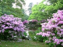 萩城跡指月公園/つつじの写真1