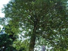 �^�����E�̎ʐ^1