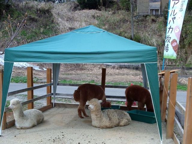 山古志アルパカ村