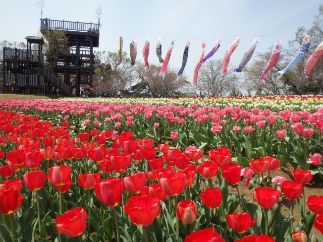 �S�����{�`���[���b�v��_�،��隬��R����