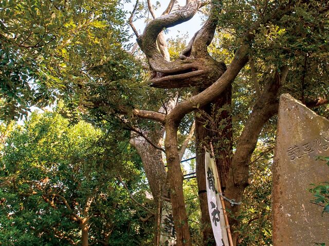 ���_����̎ʐ^1