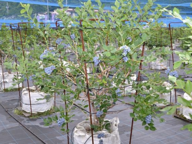 �T���r���b�W�l���\�̎ʐ^1