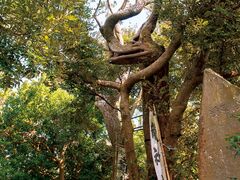 ���_����̎ʐ^1