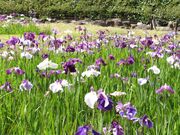 ����r�����̉ԏҊ��̎ʐ^1