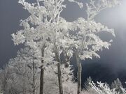 �܃����n�C�����h�X�L�[��̎ʐ^2