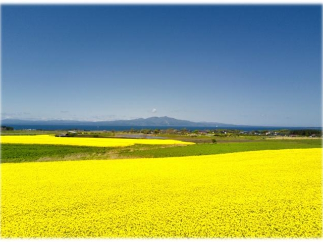 �؂̉ԂP_���l���̍؂̉Ԕ�