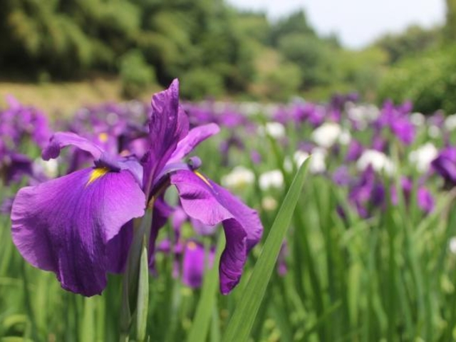 �V�q�̐�����(�ԏҊ�)�̎ʐ^1