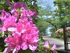 �򒹎R�����̃c�c�W�̎ʐ^1