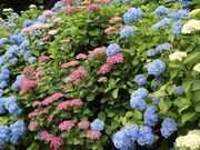 �V�q�̐�����(�ԏҊ�)�̎ʐ^2