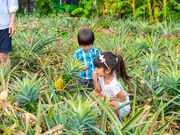 �i�S�p�C�i�b�v���p�[�N�̎ʐ^4