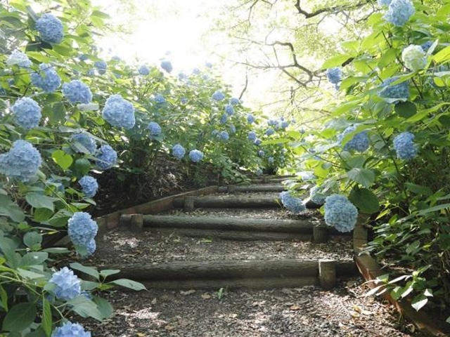 �y���ڌ����̎ʐ^1