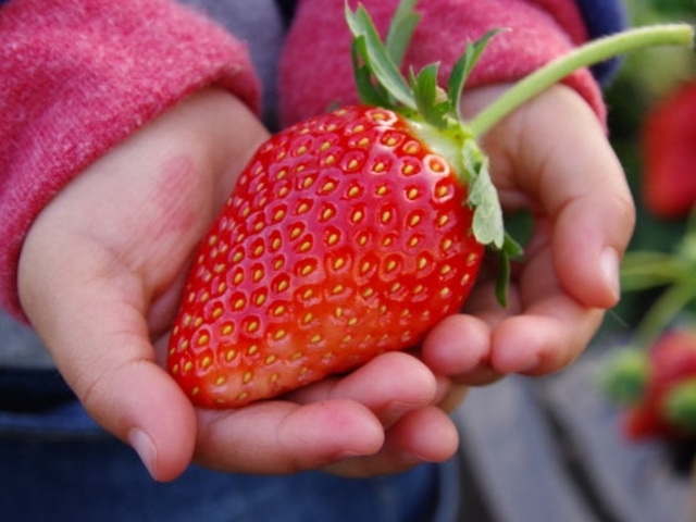 Mashiko Strawberry Farm