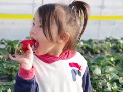 Mashiko Strawberry Farm�̎ʐ^1