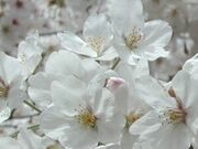 �u�ƕ��������̎ʐ^2