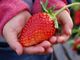 Mashiko Strawberry Farm�̎ʐ^2