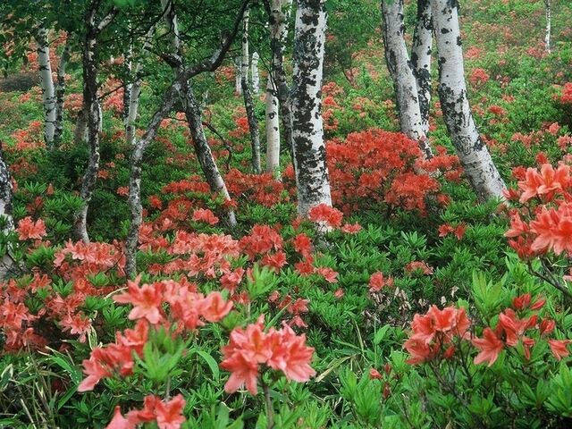 �эj������̒������n�̃����Q�c�c�W�̎ʐ^1