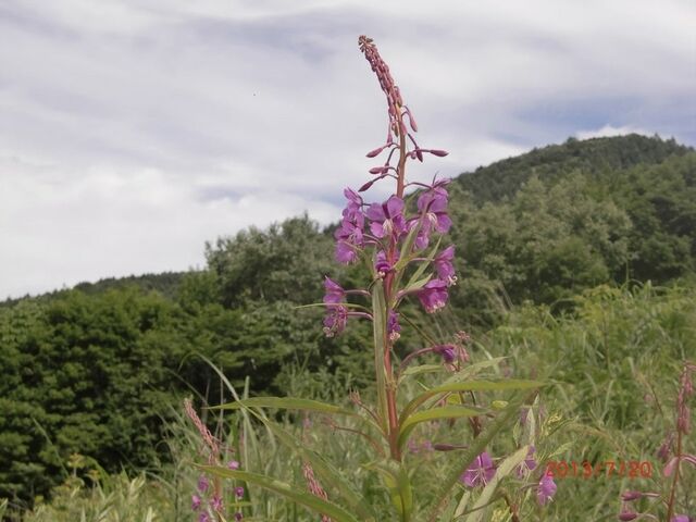 ���R�V�����̎ʐ^1