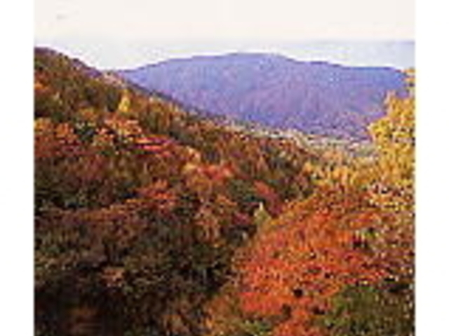 ���J�����̎ʐ^1