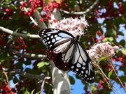 ���j�Ύ��ӂ̃A�T�M�}�_���̎ʐ^2