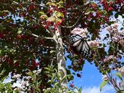 ���j�Ύ��ӂ̃A�T�M�}�_���̎ʐ^3